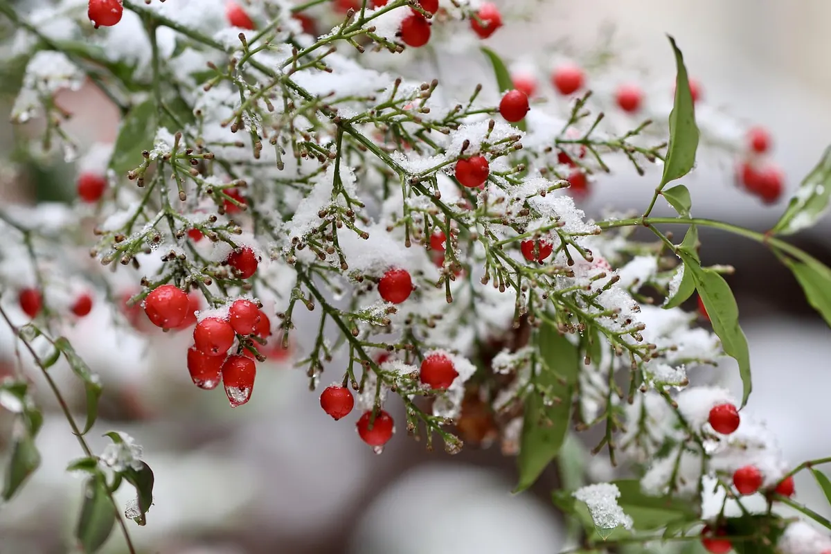 Winter Lantern Care: 8 Snow and Frost Ideas That Won't Crack Glass